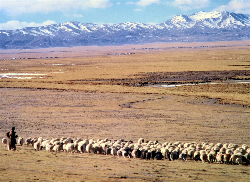 这是在双湖草原放牧的羊群。（唐召明2001年摄）.jpg